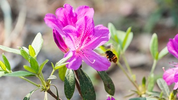 Bee attracted by the beautiful <em>Rhododendron pulchrum</em> var. phoeniceum.